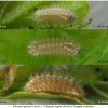 fav quercus larva2 volg